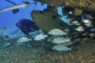 A diver explores a school of marble bream (Lithognathus mormyrus) near a wreck. Dive site Wreck of