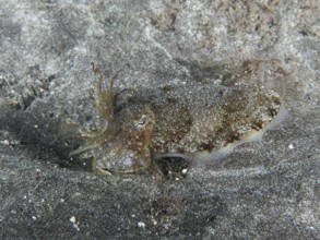 Common cuttlefish (Sepia officinalis) juvenile on the sandy seabed. Dive site Playa, Los