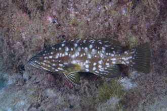 A spotted macaroni grouper (Mycteroperca fusca) swims along a wall covered with algae. Dive site