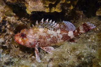 A Madeira scorpionfish (Scorpaena maderensis) rests on the seabed, surrounded by plants. Dive site