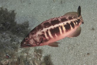 A striped fish, royal sawfish (Serranus atricauda), swims across the sandy seabed. Dive site Las