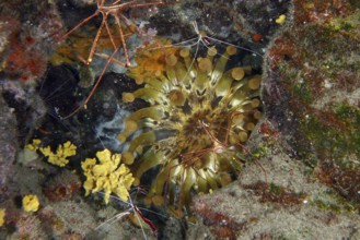 A sea anemone, club anemone (Telmatactis cricoides) in different colours on the seabed. Dive site