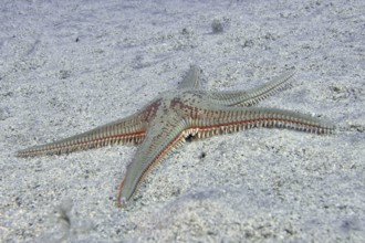 An Astropecten aranciacus (Astropecten aranciacus) lies on a sandy seabed. Dive site Bufadero, Palm