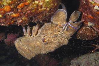 Mediterranean slipper lobster (Scyllarides latus) hiding under a rock on the seabed. Dive site
