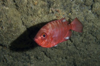 Lively red fish, bigeye perch glass eye (Heteropriacanthus cruentatus) . Dive site Los