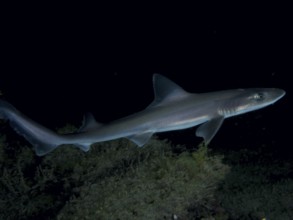 Elegant Common smooth-hound (Mustelus mustelus) swims through dark water at night. Dive site Playa,