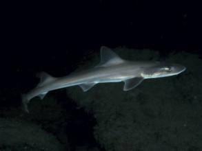 Slender smooth-hound (Mustelus mustelus) glides through the dark underwater world. Dive site Playa,