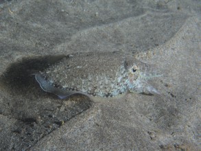 A Common cuttlefish (Sepia officinalis) juvenile, resting on the seabed, half covered by grey sand.