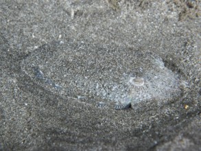A Common cuttlefish (Sepia officinalis) juvenile, camouflaged in the sand, difficult to recognise