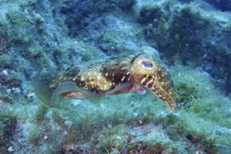 A Common cuttlefish (Sepia officinalis) floats above the green algae on the seabed. Dive site Cueva