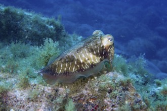 A Common cuttlefish (Sepia officinalis) floats above a green overgrown seabed. Dive site Cueva del