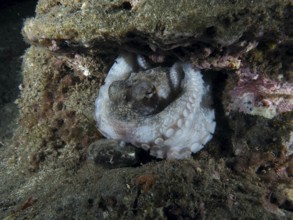 A Common Octopus (Octopus vulgaris) rests in its cave at night. The tentacles with the suction cups