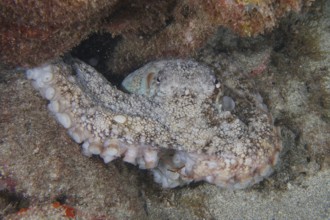 A well-camouflaged octopus, Common Octopus (Octopus vulgaris), lies in a crevice on the seabed.