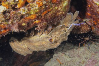 A Mediterranean slipper lobster (Scyllarides latus) hides under a rock on the seabed. Dive site