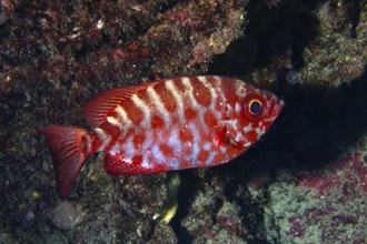 Tropical fish with colourful pattern, bigeye perch glass eye (Heteropriacanthus cruentatus. Dive