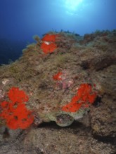 A well-camouflaged Common Octopus (Octopus vulgaris) hides in a crevice surrounded by bright red