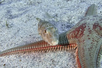 A pearled pufferfish (Sphoeroides spengleri) swims above a large starfish on the bottom. Dive site