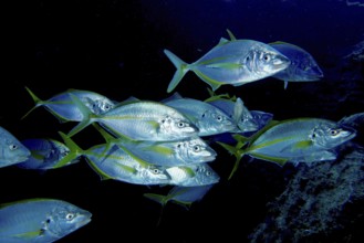 A group of yellowfin mackerel (Pseudocaranx dentex) swimming in the darkness of the sea. Dive site