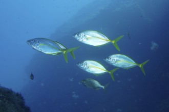 Five yellowfin mackerel (Pseudocaranx dentex) swim together in clear blue water. Dive site Montana