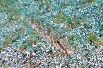 A pearled pufferfish (Sphoeroides spengleri) swims close to the sandy seabed. Dive site Montana