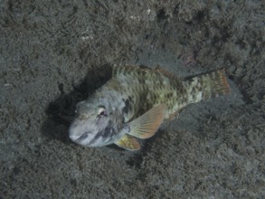 A Mediterranean parrotfish (Sparisoma cretense) lies on the sandy bottom at night. Dive site Playa,