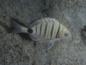 A striped fish, goat bream (Diplodus sargus cadenati), in front of a sandy seabed. Dive site Playa,