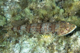 A diamond lizardfish (Synodus synodus), whose colouring is well adapted to its surroundings, rests