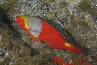 A colourful fish with red and yellow scales, Mediterranean parrotfish (Sparisoma cretense), swims