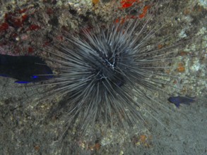 A spiny diademed sea urchin (Diadema antillarum) sits on a reef. Dive site Playa, Los Cristianos,