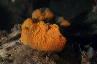 A bright, orange-coloured sea sponge, breadcrumb sponge (Hymeniacidon perlevis), is found on the