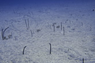 Thin eels, Brown garden eels (Heteroconger longissimus), protrude from the sandy seabed and move