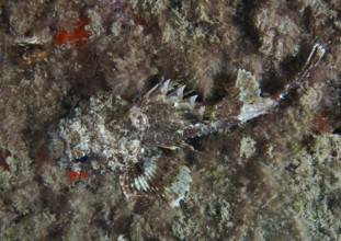 A camouflaged scorpionfish, Black scorpionfish (Scorpaena porcus), lies hidden on the algae-covered