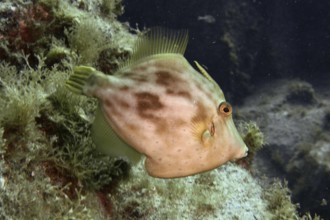 A brown filefish (Stephanolepis hispidus) swims near the algae-covered seabed in clear water. Dive