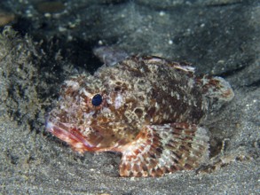 Close-up of a scorpionfish, Black scorpionfish (Scorpaena porcus), on a sandy bottom, well adapted