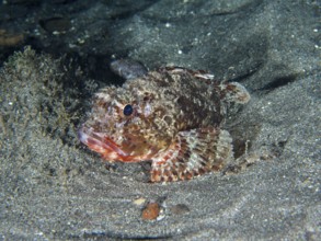 A Black scorpionfish (Scorpaena porcus) lies on the sandy seabed at night. Dive site Playa, Los