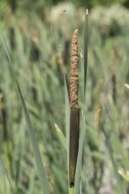 Cattail (Typha) at a pond, aquatic plant and marsh plant, single plant and leaves, North