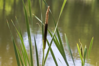 Cattail (Typha) at a pond, aquatic plant and marsh plant, single plant and leaves, North
