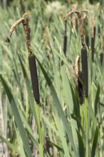 Cattail (Typha) at a pond, aquatic plant and marsh plant, North Rhine-Westphalia, Germany