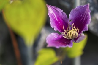 Clematis flower, colour pink, single flower, North Rhine-Westphalia, Germany