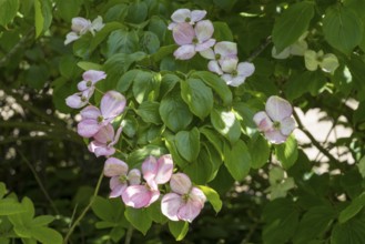 Flowering dogwood (Cornus kousa), several pink flowers, North Rhine-Westphalia, Germany