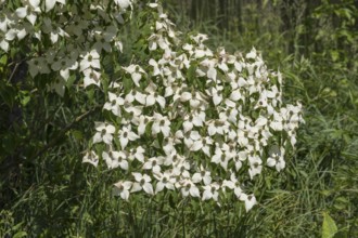 Flowering dogwood (Cornus kousa), white flowers, bush, North Rhine-Westphalia, Germany