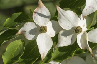 Blossoms of the flowering dogwood (Cornus kousa), white flowers, North Rhine-Westphalia, Germany
