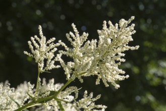 Flowering alpine knotweed (Aconogonon alpinum), white flowers, Westphalia, North Rhine-Westphalia,