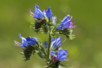 Echium callithyrsum (Echium vulgare), blue flowers, North Rhine-Westphalia, Germany