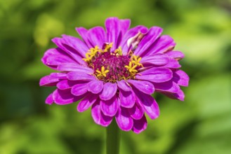 Garden zinnia, zinnia (Zinnia elegans), colour pink, single flower, North Rhine-Westphalia, Germany