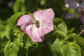 Flowering dogwood (Cornus kousa), single pink flower, North Rhine-Westphalia, Germany
