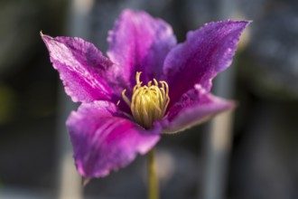 Clematis flower, single flower, pink, North Rhine-Westphalia, Germany
