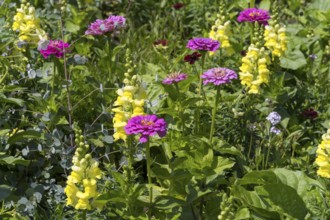 Zinnia (Zinnia elegans) and yellow snapdragon (Linaria vulgaris), flower bed, North