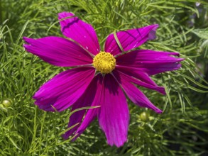 Ornamental basket (Cosmea), single flower, pink, North Rhine-Westphalia, Germany