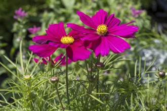 Ornamental basket (Cosmea), two flowers, pink, North Rhine-Westphalia, Germany